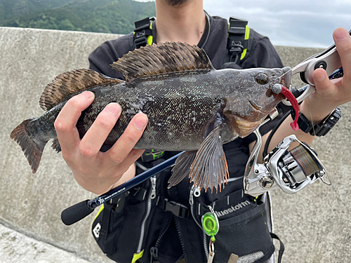 アイナメの釣果