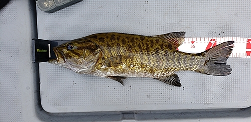 スモールマウスバスの釣果