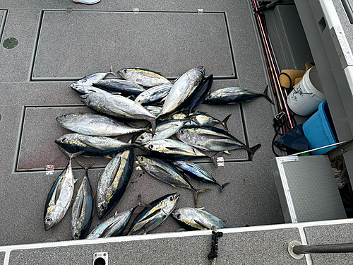 メバチマグロの釣果