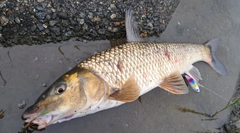 ニゴイの釣果