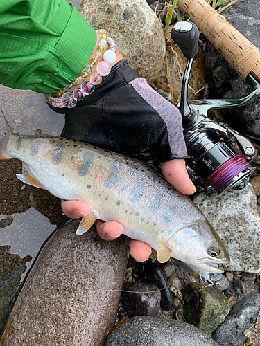 ヤマメの釣果