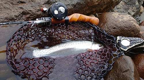 レインボートラウトの釣果