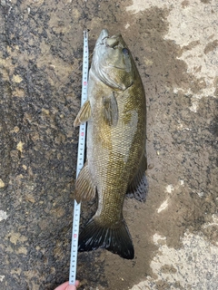 スモールマウスバスの釣果