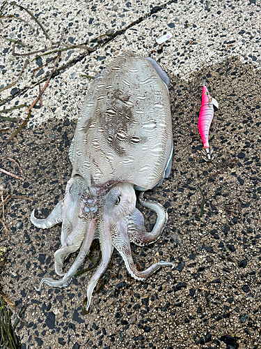 モンゴウイカの釣果