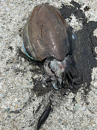 コウイカの釣果