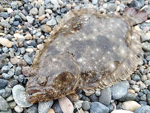 ソゲの釣果