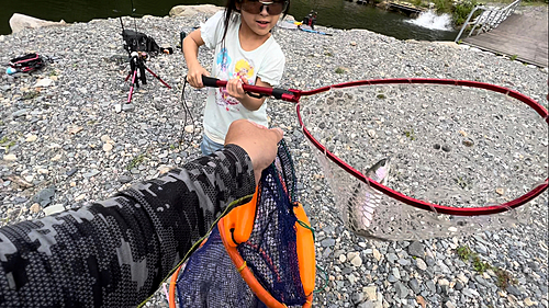 レインボートラウトの釣果