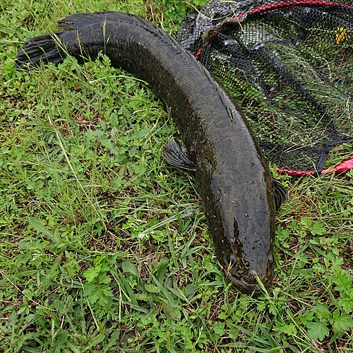 ライギョの釣果