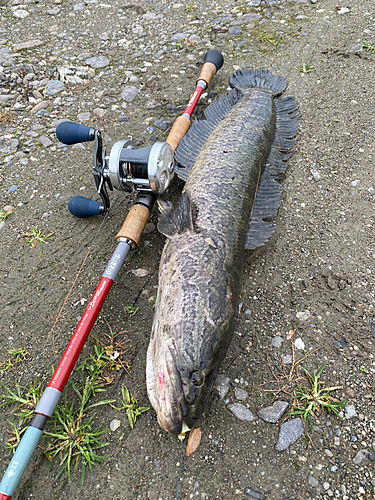 ライギョの釣果