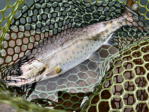 ヤマメの釣果