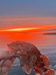 カサゴの釣果