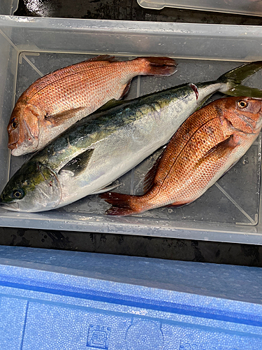 ハマチの釣果