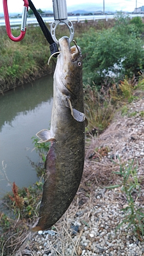 ナマズの釣果