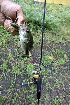 ラージマウスバスの釣果