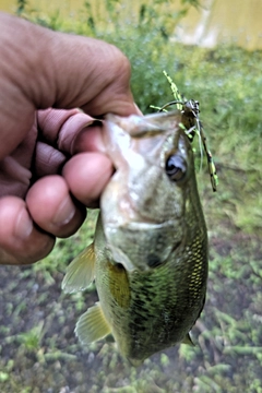 ラージマウスバスの釣果