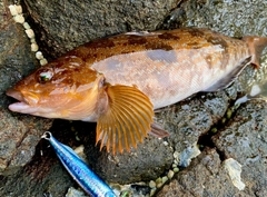 アイナメの釣果