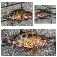 ガシラの釣果