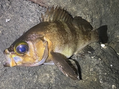 シロメバルの釣果