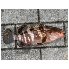 アコウの釣果
