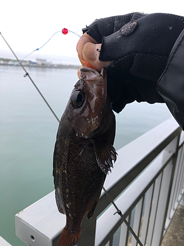 エゾメバルの釣果