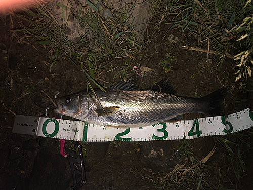 シーバスの釣果