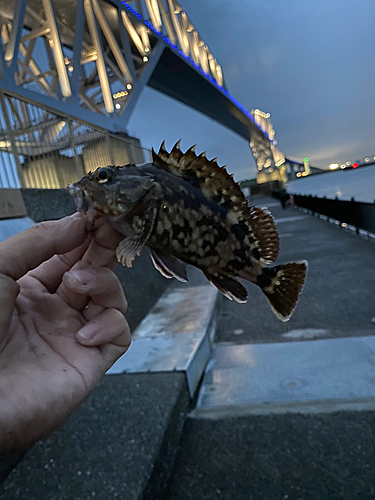 カサゴの釣果