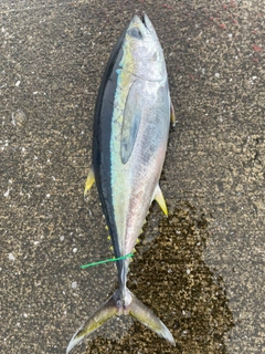 キハダマグロの釣果