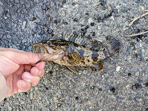 カサゴの釣果