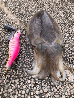 コウイカの釣果