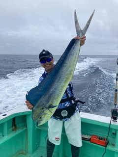 シイラの釣果