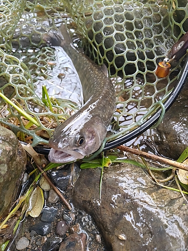 イワナの釣果