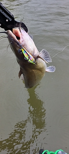 アメリカナマズの釣果