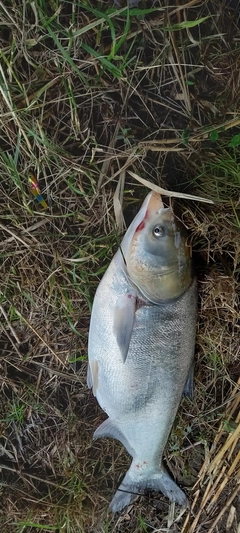 ハクレンの釣果