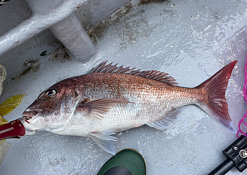 マダイの釣果