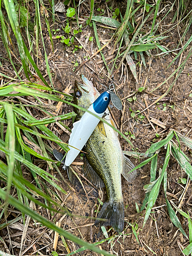 ラージマウスバスの釣果