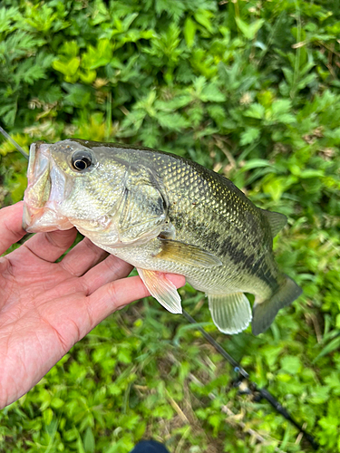 ラージマウスバスの釣果