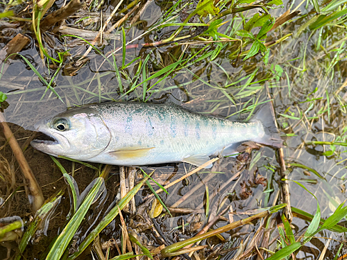 ヤマメの釣果