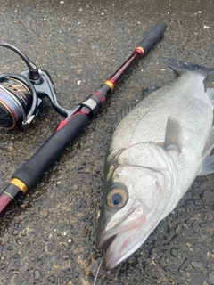 セイゴ（ヒラスズキ）の釣果