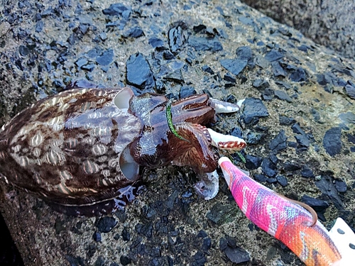 モンゴウイカの釣果