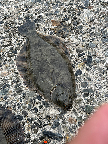 クロガシラガレイの釣果