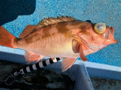 オキメバルの釣果