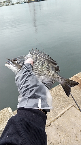 メイタの釣果