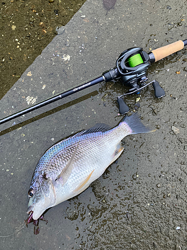 キビレの釣果