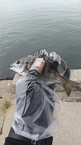 メイタの釣果