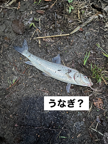 ニゴイの釣果