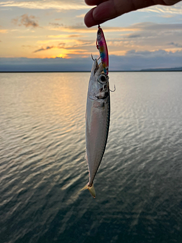 サバの釣果