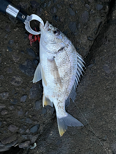 キビレの釣果