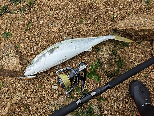 メジロの釣果