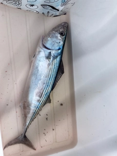 ハガツオの釣果