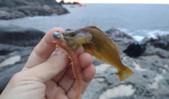 アナハゼの釣果